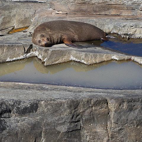 188 Kangaroo Island, flinders chase NP, nieuw- zeelandse pelsrob.jpg